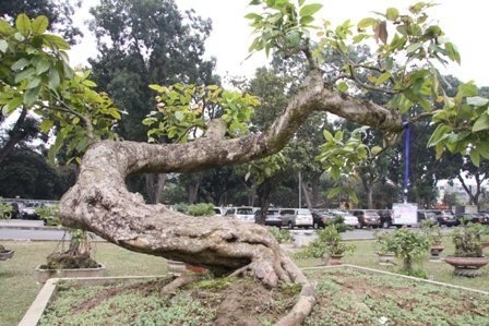 Bonsai, cay the, cây thế,  cay canh nghe thuat, cây cảnh nghệ thuật